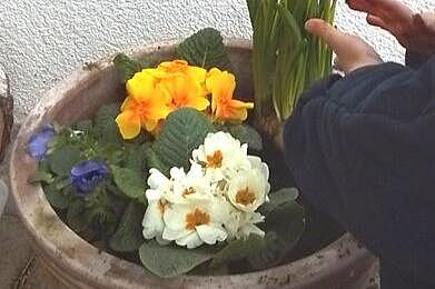 Ein frisch gepflanzter Blumentopf und eine Kindeshand