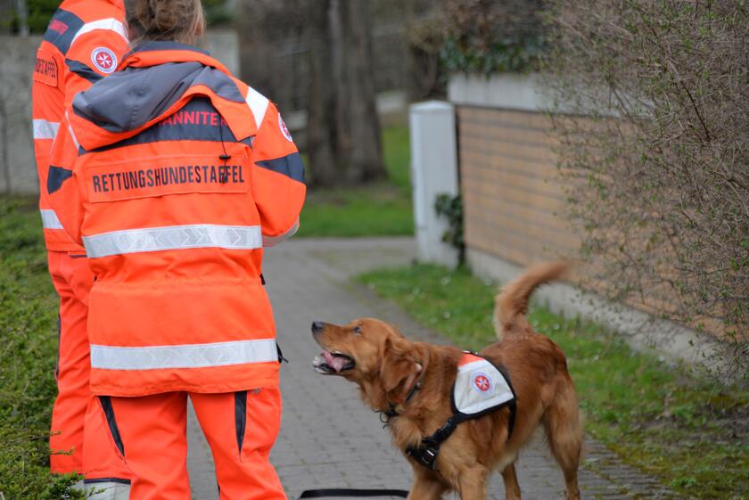 Rettungshund nimmt Fährte auf 