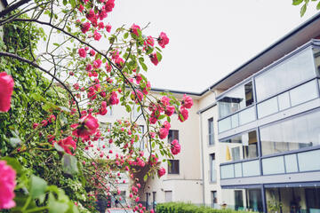 Rosenbusch vor dem Johanniter-Stift am Rosarium in Uetersen.
