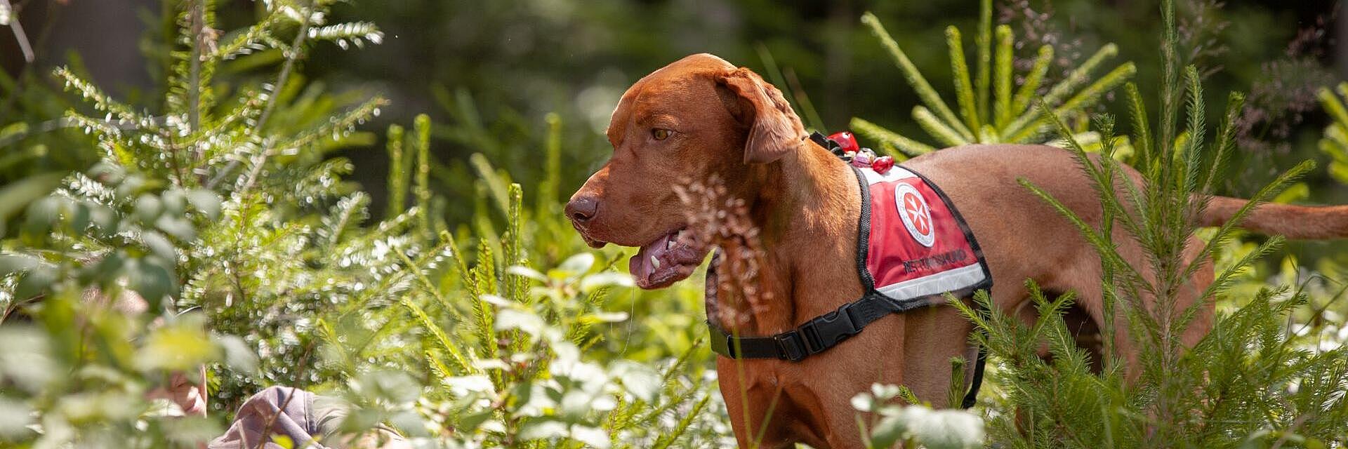 Hund im Wald