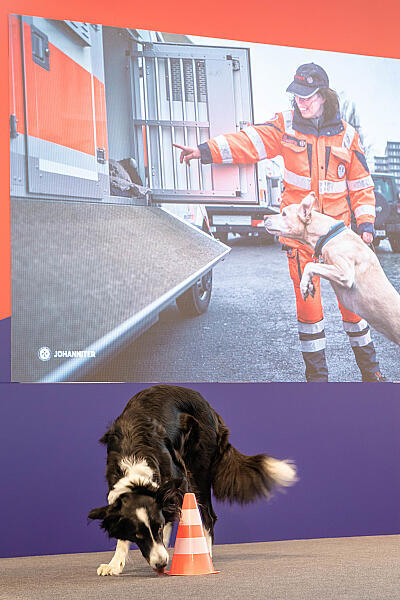 Rettungshund bei einer Einsatz-Vorführung.