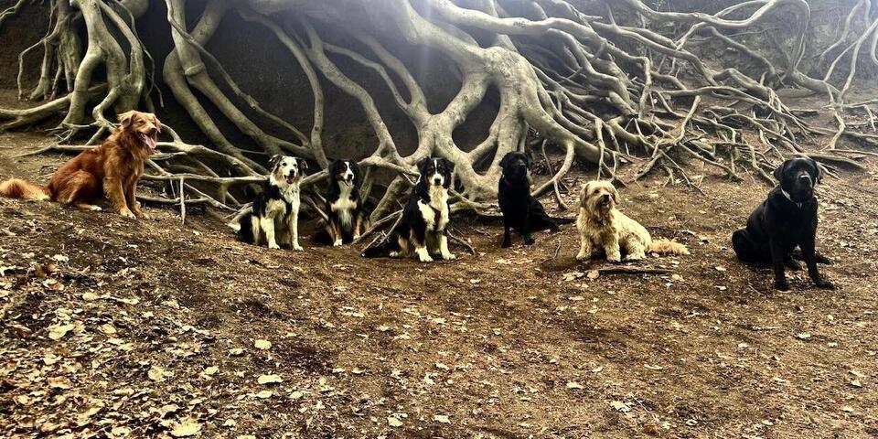 Sechs unterschiedliche Hunderassen posieren vor einer beeindruckenden Wurzel im Wald