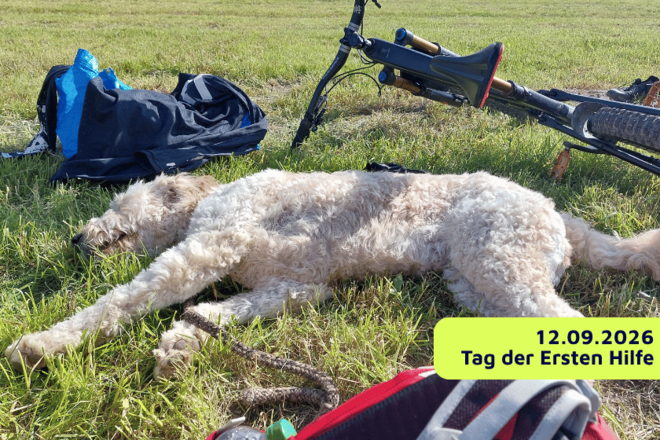 Am heutigen Tag der ersten Hilfe auch an Randgruppen wie Tiere und Kleinkinder denken