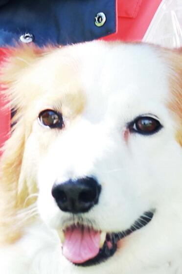 Johanniter Rettungshundestaffel Stralsund/Rügen