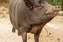 Schwein Johanniter-Krabbelstube "Lichtzwergerl"