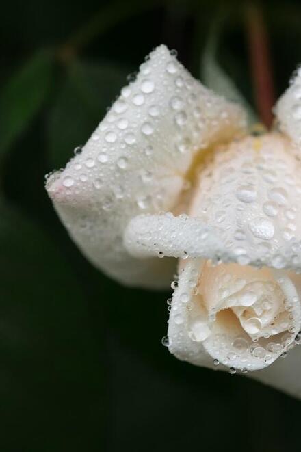 Eine weiße Rosenknospe ist mit Tautropfen bedeckt und hebt sich vor dunklem, grünem Hintergrund ab.