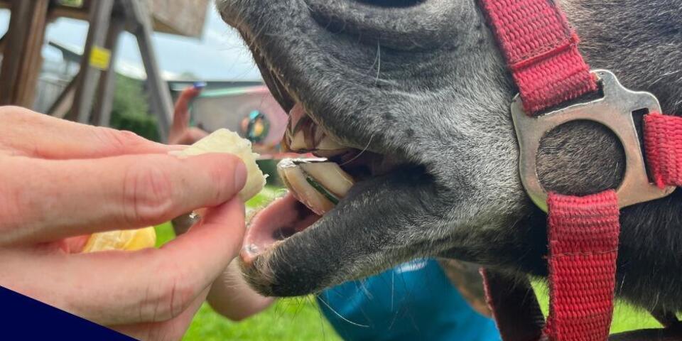 Esel, der mit Apfel gefüttert wird