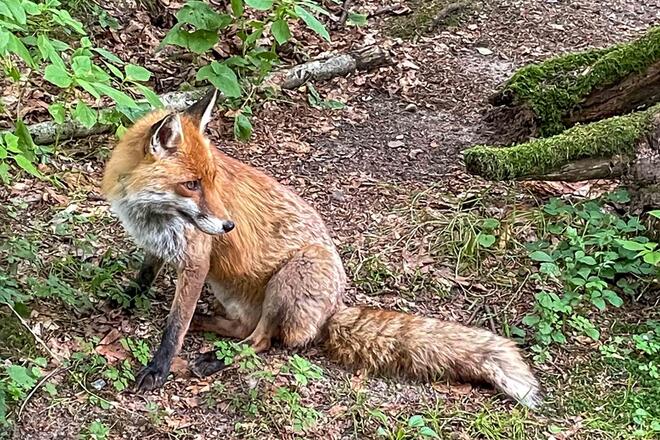 Ein Rotfuchs sitzt in seinem Gehege.