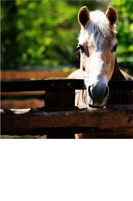 Pferd für die Therapie am Gatter