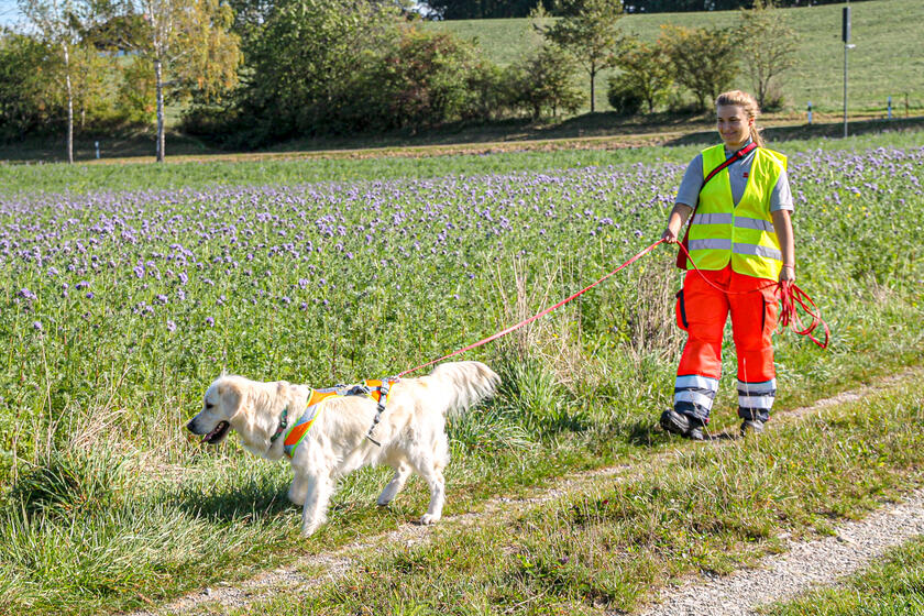 Rettungshund und Einsatzkraft im Feld bei einer Suche.
