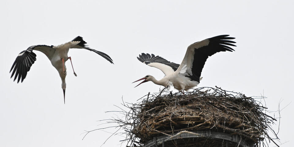 Das Plaußiger Storchenpaar