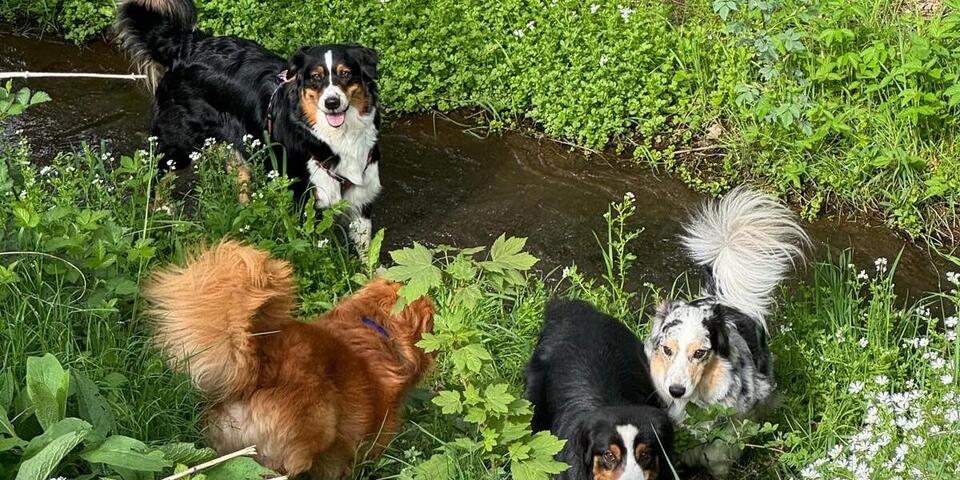 Sechs unterschiedliche Hunderassen erfreuen sich bei einer Wanderung an einem kleinen Bachlauf, der durch eine Wiese verläuft.