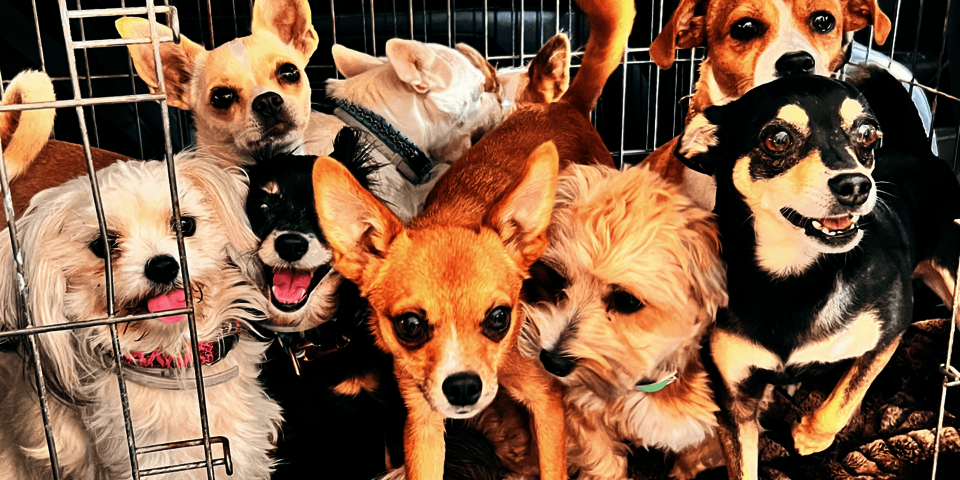 Acht kleine Hunde schauen aus der geöffneten Tür eines Transportkäfigs.