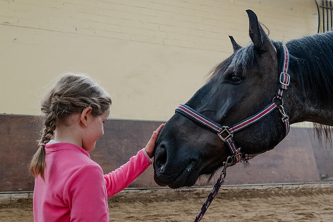 Pferdebegegnung die mitten ins Herz geht: Pferdebegegnung die mitten ins Herz geht. Ein schwarzer sanfter Pferderiese beugt sich zu einem kleinen Mädchen und wird sanft an der Schnauze gestreichelt.