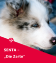 Ein weiß-grauer Hund mit blauen Augen blickt sanft zur Seite. Im unteren Bildbereich steht auf rotem Hintergrund mit dem Johanniter-Logo der Text: „Senta – Die Zarte“.