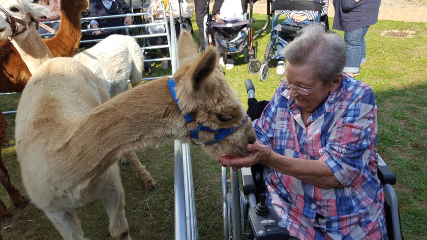 Ein Alpaka wird von Bewohnerin gefüttert