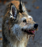 Porträt eines zotteligen, hellen Hundes mit aufmerksamem Blick und gespitzten Ohren. Das Tier ist leicht von vorn abgelichtet, im Hintergrund ist der Boden unscharf zu sehen.