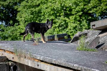 Ein Rettungshund bei der Übung "Trümmersuche"