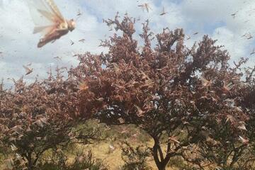 Ein Baum mit vielen Heuschrecken