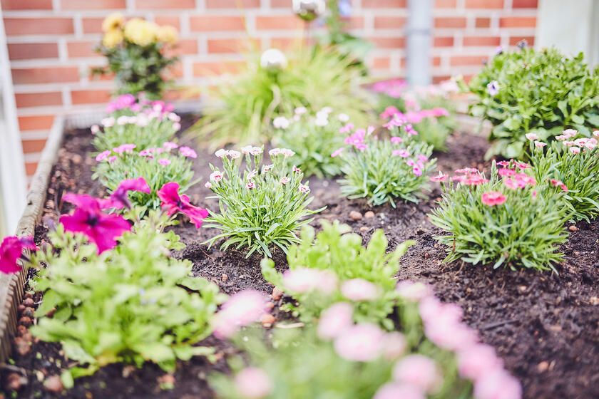 ein frisch gepflanztes buntes Blumenbeet im Johanniter-Haus Hörde
