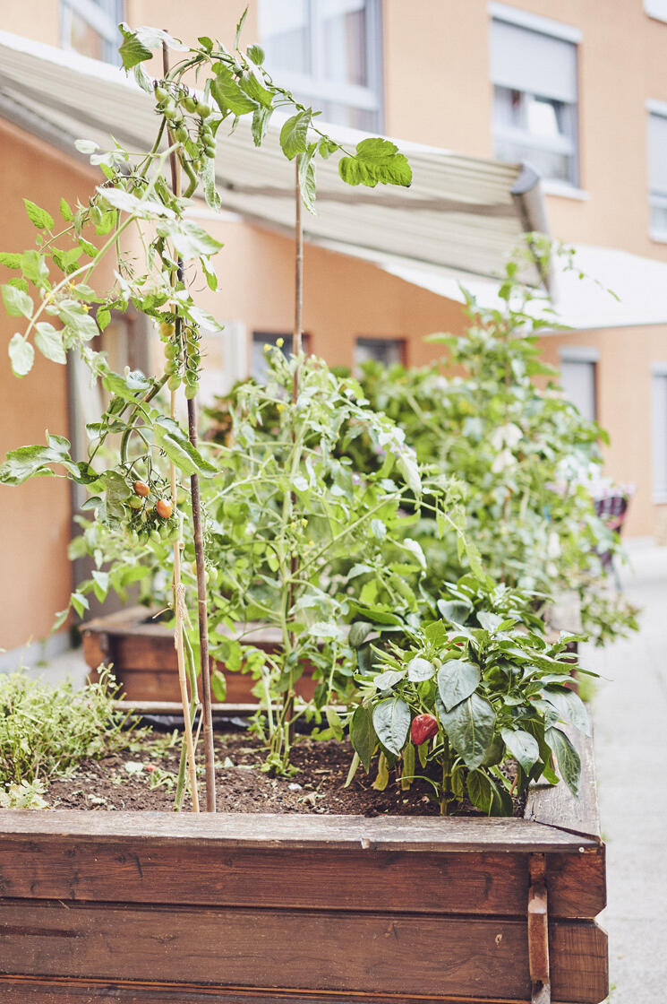 Bepflanzter großer Holzblumenkasten vor dem Johanniter-Haus Köln-Zollstock.