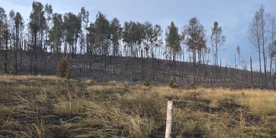 Verbrannter Wald