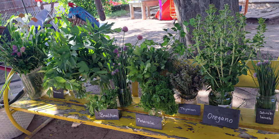 Pflanztöpfe voll Kräuter wie Basilikum, Petersilie, Oregano usw. auf einer gelben Bank