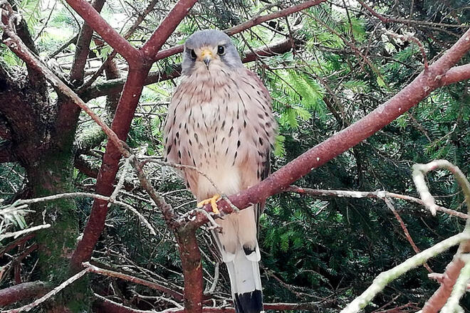 Ein Vogel aus dem Wildgatter schaut freundlich in die Kamera. 