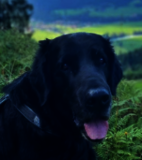 Porträt eines schwarzen Hundes mit heraushängender Zunge vor grün-blauem Landschaftshintergrund. Der Hund blickt freundlich in die Kamera.