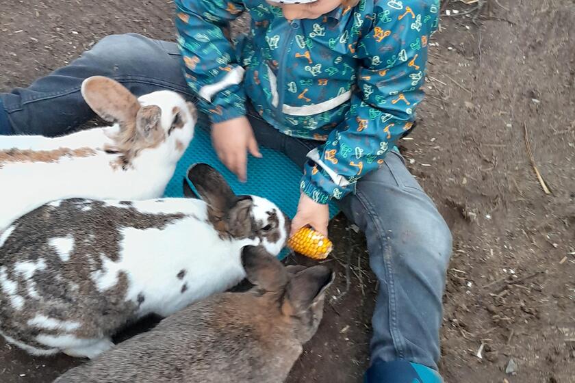 Ein Junge sitzt auf dem Boden und füttert drei Kaninchen mit einem Maiskolben,