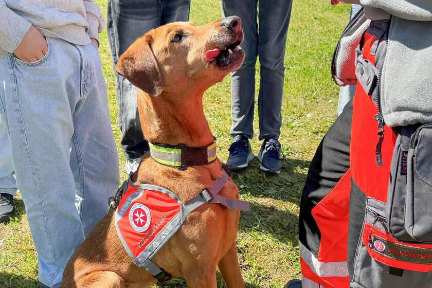 Ein Hund mit Johanniter-Kenndecke schaut zu einer Frau mit Einsatzkleidung auf. Um ihn herum stehen Kinder.