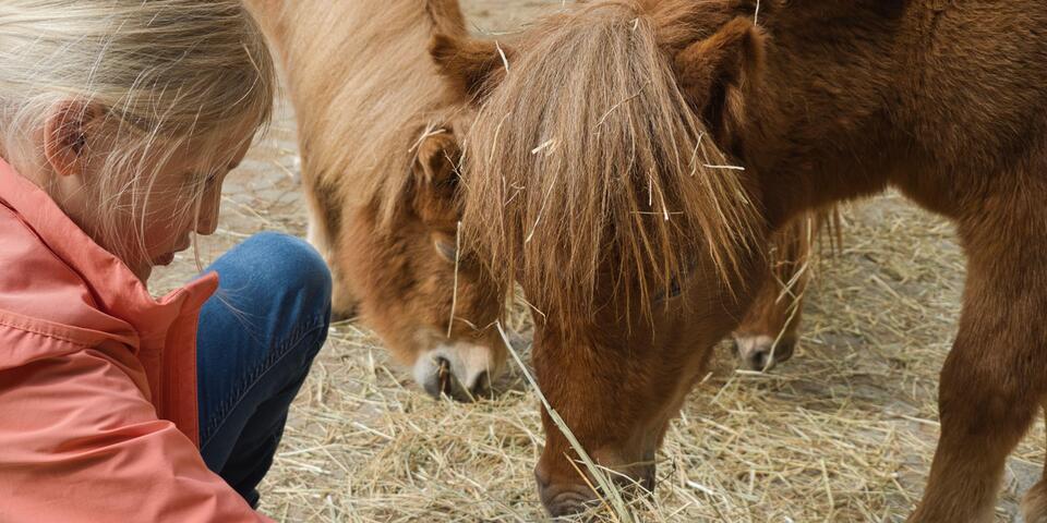 Mädchen sitzt im Stroh bei Ponys und schaut beim Heufressen zu