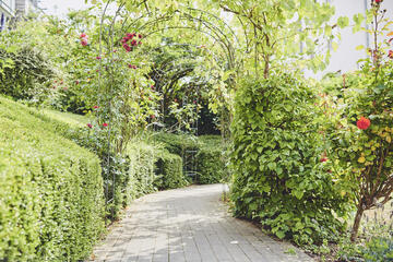 Ein Weg mit Spalier Rosenbogen im Garten des Johanniter-Hauses Köln Zollstock.