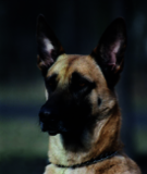 Porträt eines belgischen Schäferhundes mit kurzem, beigefarbenem Fell und dunkler Maske vor unscharfem Hintergrund. Die Ohren sind aufmerksam nach oben gerichtet.