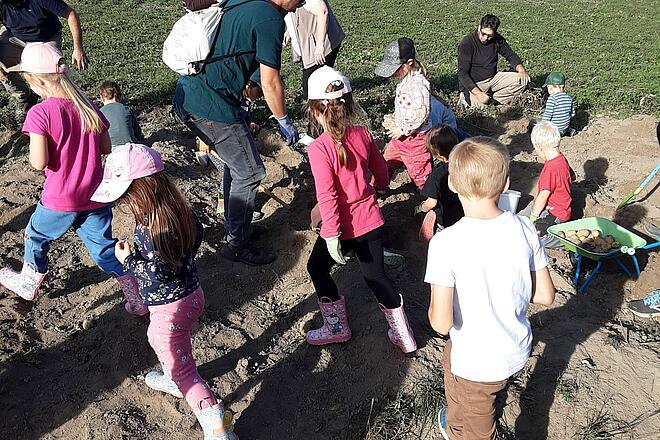 Kinder und Erzieher sammeln geerntete Kartoffeln