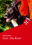 Schwarzer Hund mit aufrechten Ohren blickt fröhlich zur Seite; Text: „LILLI – The Brain“.