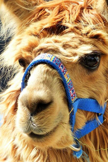 Ein Alpaka schaut in die Kamera