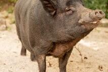 Schwein Johanniter-Krabbelstube "Lichtzwergerl"