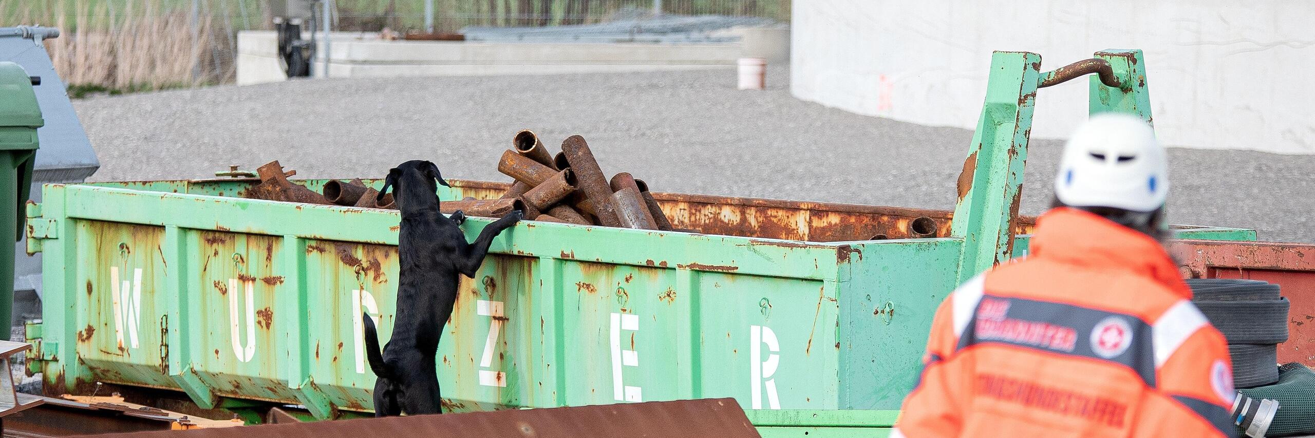 Hund durchsucht Container