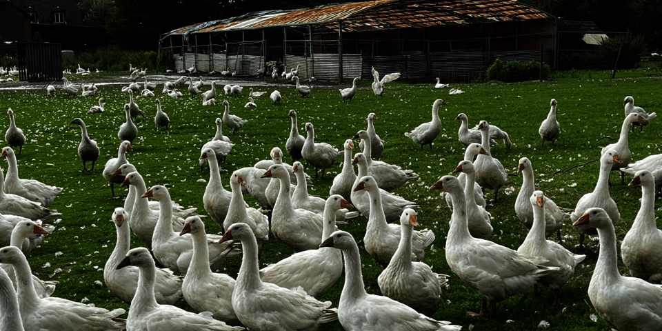 viele Gänse auf einer Wieser