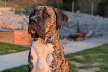 Kita-Hund Johanniter-Krabbelstube "Regentalkinder"
