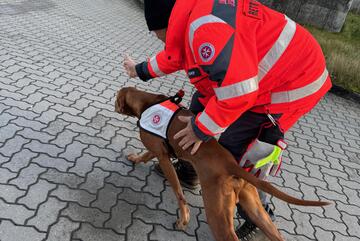 Rettungshund wird zur Suche losgeschickt von Hundeführer
