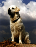 Ein weißer Golden Retriever sitzt majestätisch auf einer Anhöhe vor wolkigem Himmel und schaut in die Ferne.