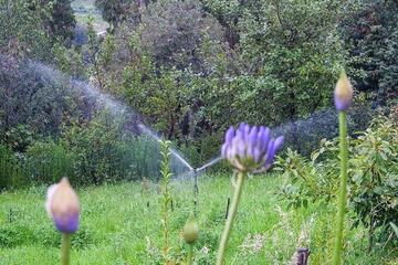 Sprenkleranlage inmitten von grünen und blühenden Pflanzen