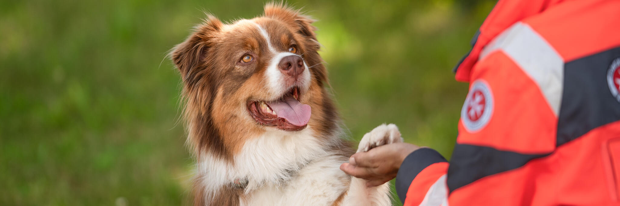 Ein braun‑weißer Hund sitzt auf einer Wiese; eine Person in roter Johanniter-Einsatzkleidung hält seine Pfote.