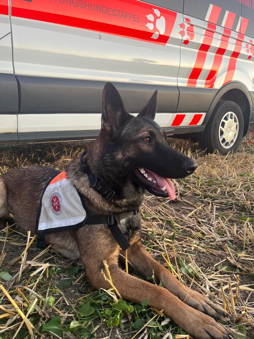 Johanniter-Rettungshund liegt vor einem Einsatzfahrzeug.