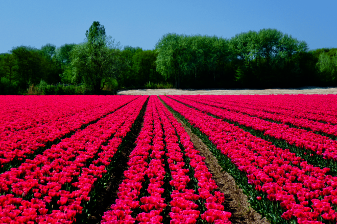 Ein weites Feld mit leuchtend pinken Tulpen in ordentlichen Reihen, im Hintergrund stehen grüne Bäume unter klarem Himmel.