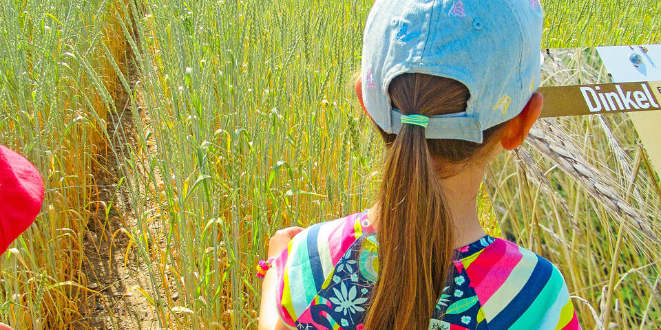 Ein Mädchen schaut auf ein Dinkelfeld
