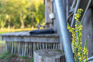 Blumen am Bauwagen der Waldgruppe der Johanniter-Kita Pfützenracker.