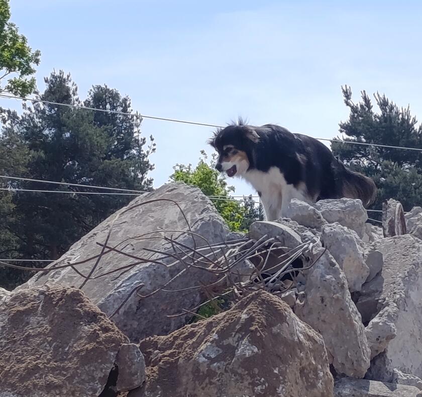 Ein Hund sucht auf einem Trümmerhaufen nach Vermissten.